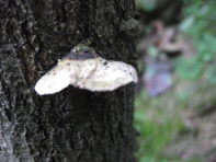 © Zierfischfreunde Immenhausen-Holzhausen